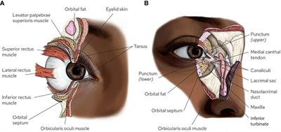 Review of recent advances in managing periocular skin malignancies